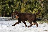 LABRADOR 908